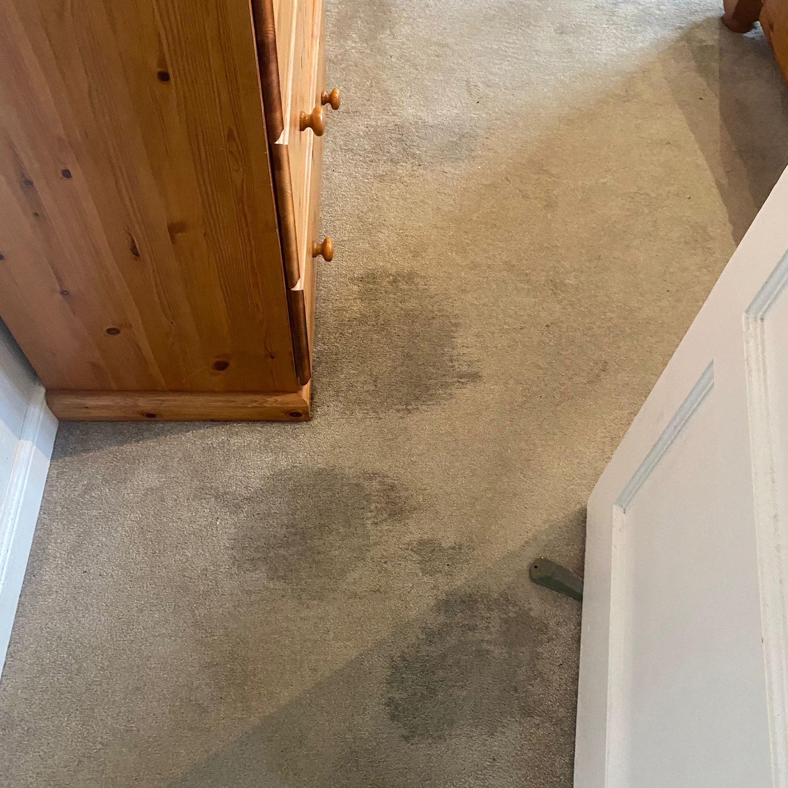 Urine stains on carpet